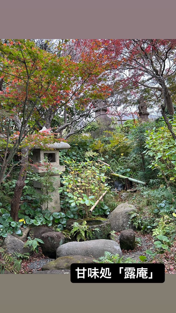 raiteikamakura's tweet photo. 今日も紅葉が進みました。

#鎌倉 #檑亭 #蕎麦 #甘味処 #古民家 #らい亭 #鎌倉ランチ #日本庭園 #会席料理 #鎌倉山 #旅行 #湘南グルメ #カフェ #湘南モノレール  #昭和レトロ　#日帰り旅行
#lovejapan　#広町緑地　#食事会 #蕎麦好き  #山茶花　#サフラン　#紅葉　#鎌倉デート https://t.co/qidLySAPl5