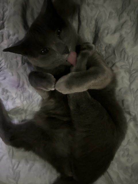 CherylTKlein's tweet photo. "Nori" is my adorable adopted Russian Blue #cat who is a little diva !!!! https://t.co/tKdAVQJciw