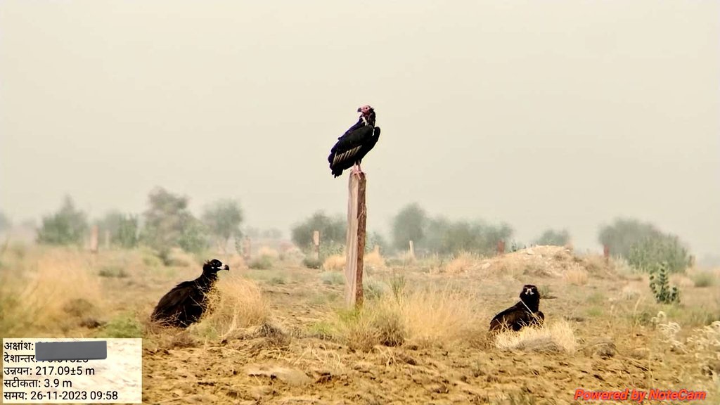 There will be only one King, here is Red-headed Vulture/King Vulture with his fellow colleagues in #GIB landscape of Jaisalmer. This landscape is home of 7 spp of Vultures, and amazingly one can spot all together on single livestock carcass. @and_ecology