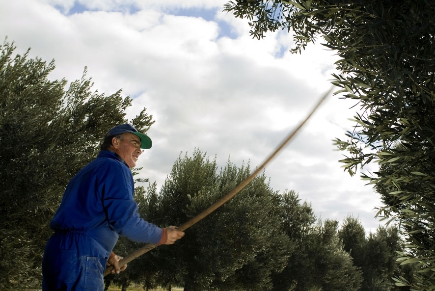 IntiaSa's tweet photo. Día Mundial del #Olivo
#olivar #aceituna #oliva #aceite #Navarra #olioa https://t.co/UQDwYtQjid