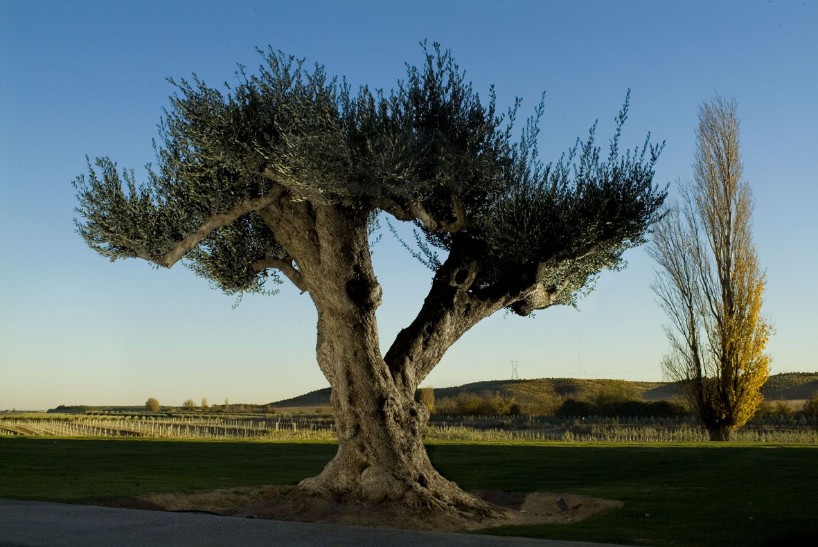 IntiaSa's tweet photo. Día Mundial del #Olivo
#olivar #aceituna #oliva #aceite #Navarra #olioa https://t.co/UQDwYtQjid