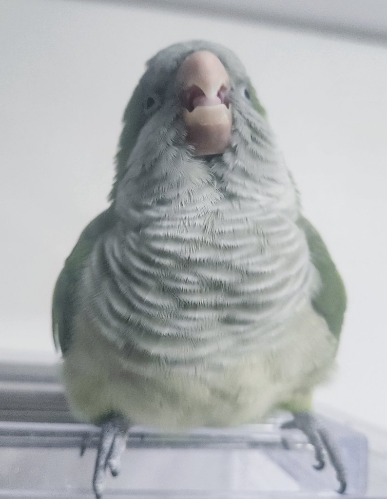 동그랗고 용맹한 오늘의 크롱