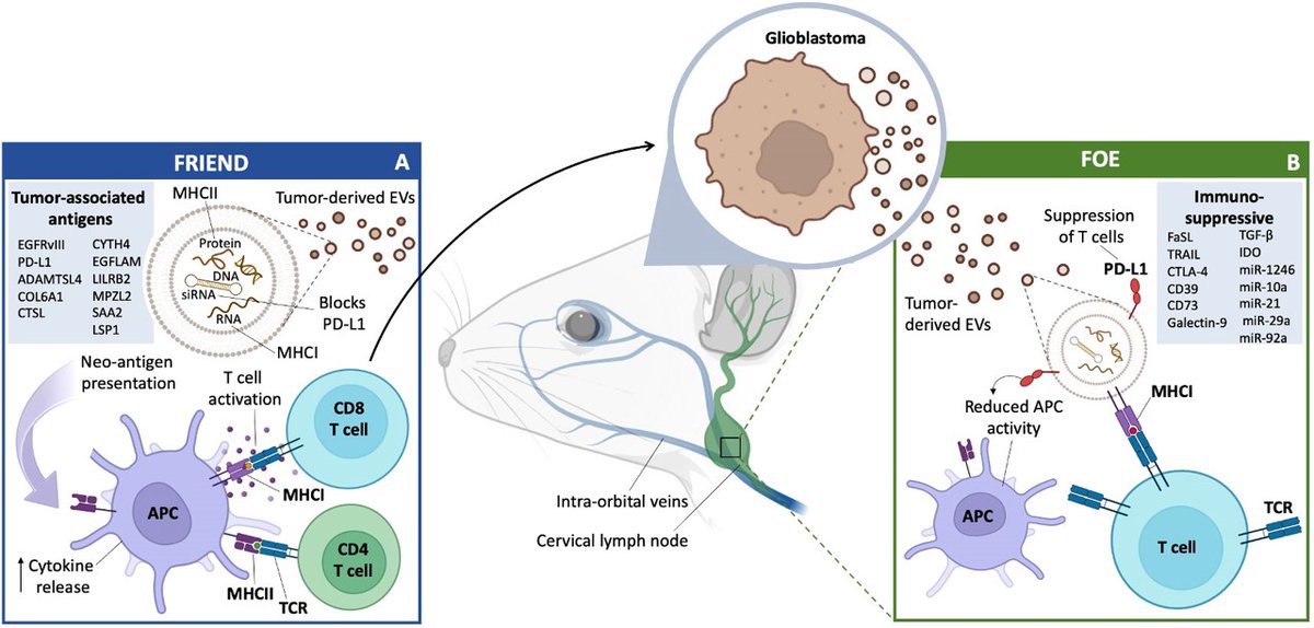 EVs: friends, foes and informers. Xandra Breakefield and collaborators at Harvard Medical School explore the role of extracellular vesicles in glioblastoma tumor progression in this literature review article frontiersin.org/journals/oncol… #glioblastoma #tumormicroenvironment #Vesiculab