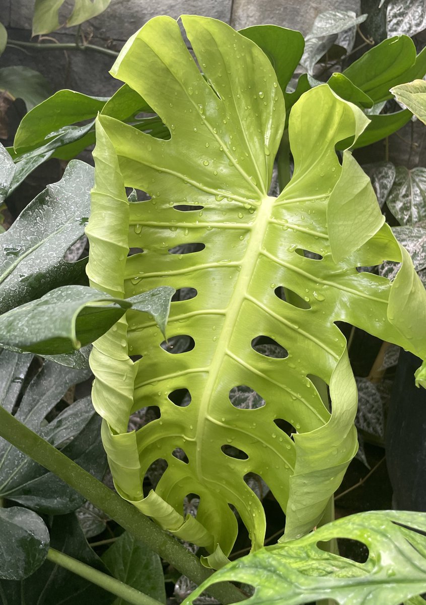 Anak ijoku si monstera yang terus-terusan nambah daun 🤍