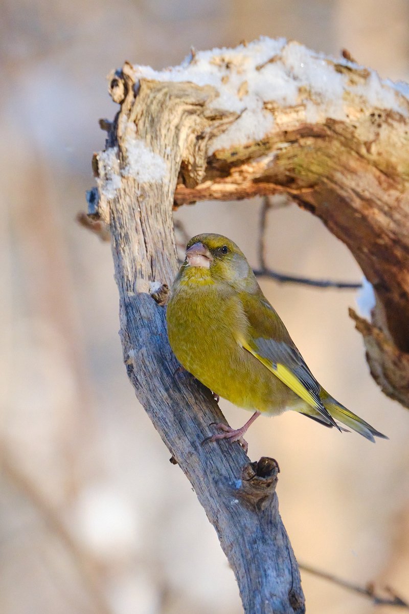 kblomster's tweet photo. it's suddenly really cold and depressing and you know what that means: I'm suddenly hearing from a lot of bird friends I haven't seen in a year https://t.co/VG7VdZbvX3