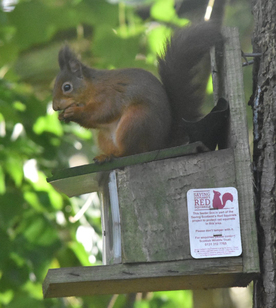The feeding box doing exactly what it should be doing. #saveourreds #Redsquirrels