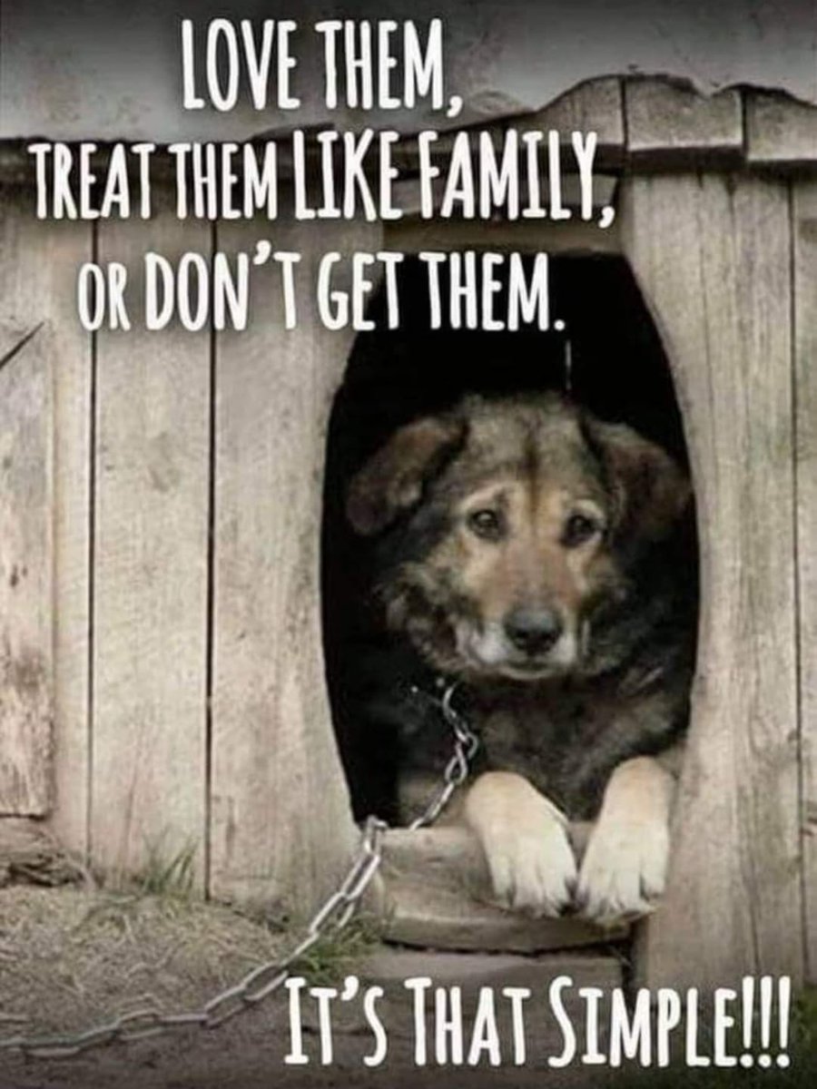 Please retweet, if you can't love a dog as a member of the family for all of their life, don't get one 💙 #dogs #puppies #Christmas