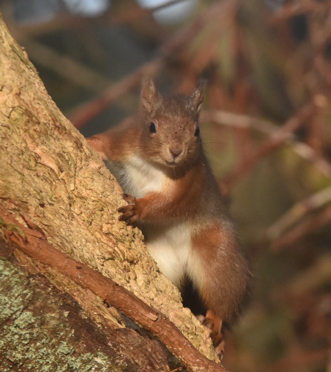 Watching the watcher. #saveourreds #Redsquirrels