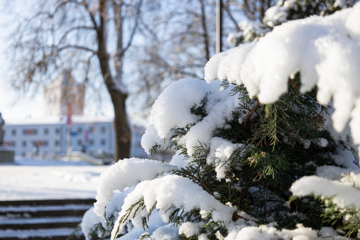 MeteoLatvia's tweet photo. Pēc vakardienas un iepriekšējās nakts līča efekta, šorīt Jelgavā sniega segas biezums sasniedz 7-8 cm. Šodiena - auksta un ziemīga. Gaisa temperatūra dienas vidū ap -5°C. Driksā un Lielupē sāk veidoties ledus.
#sniegs #ziema #ledus
@LVGMC_Meteo @meteolapa @JelgavaLV https://t.co/MdxcTTuJjN