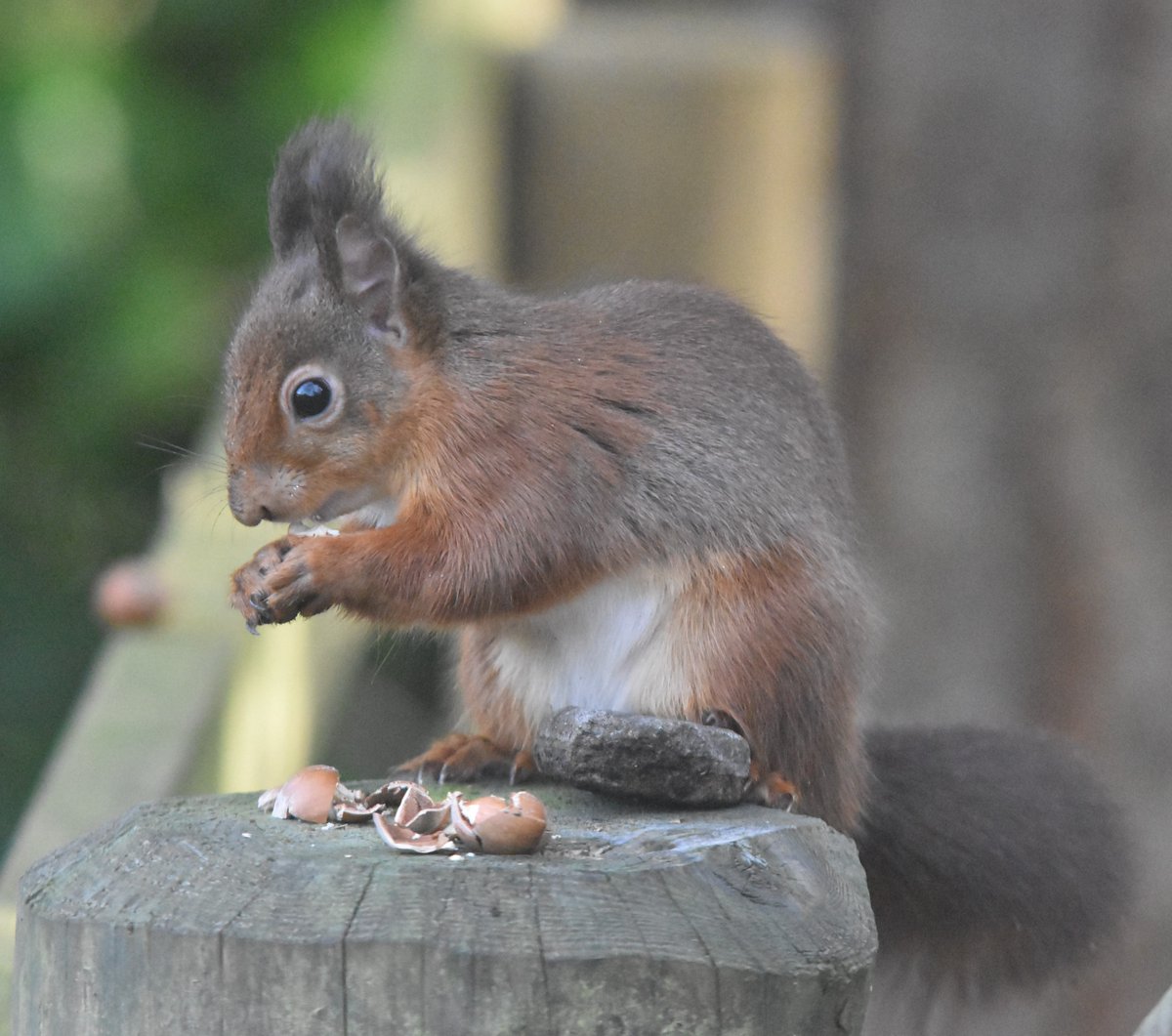 Save our Red Squirrels tweet media