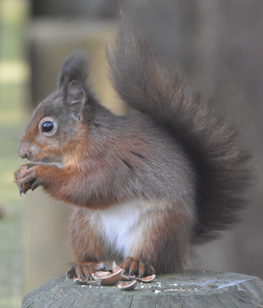 Up close to this gorgeous wee red. 
#saveourreds #Redsquirrels