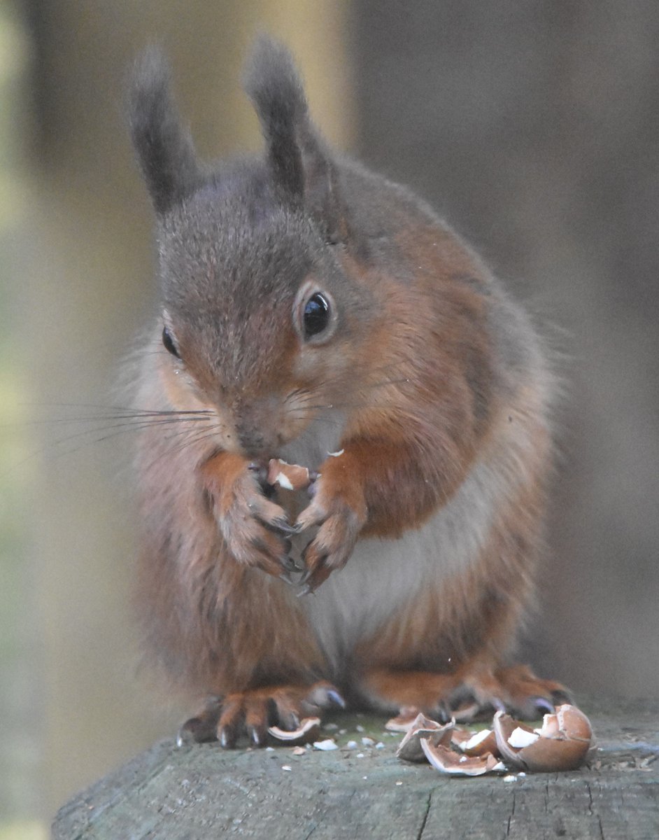 Save our Red Squirrels tweet media