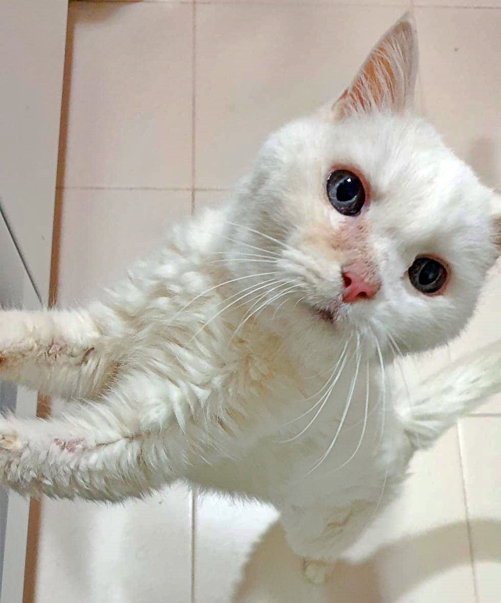 Solo #Madrid
Este bellezón de gatita es la abuelita #SHELBY. Fue rescatada de la perrera.

Ahora mismo está con una compañera que solo la puede ofrecer un jaulón, y aunque la peque es igual de buena que de guapa, lo suyo es una casita.

Tiene hipertiroidismo, esto hace que la