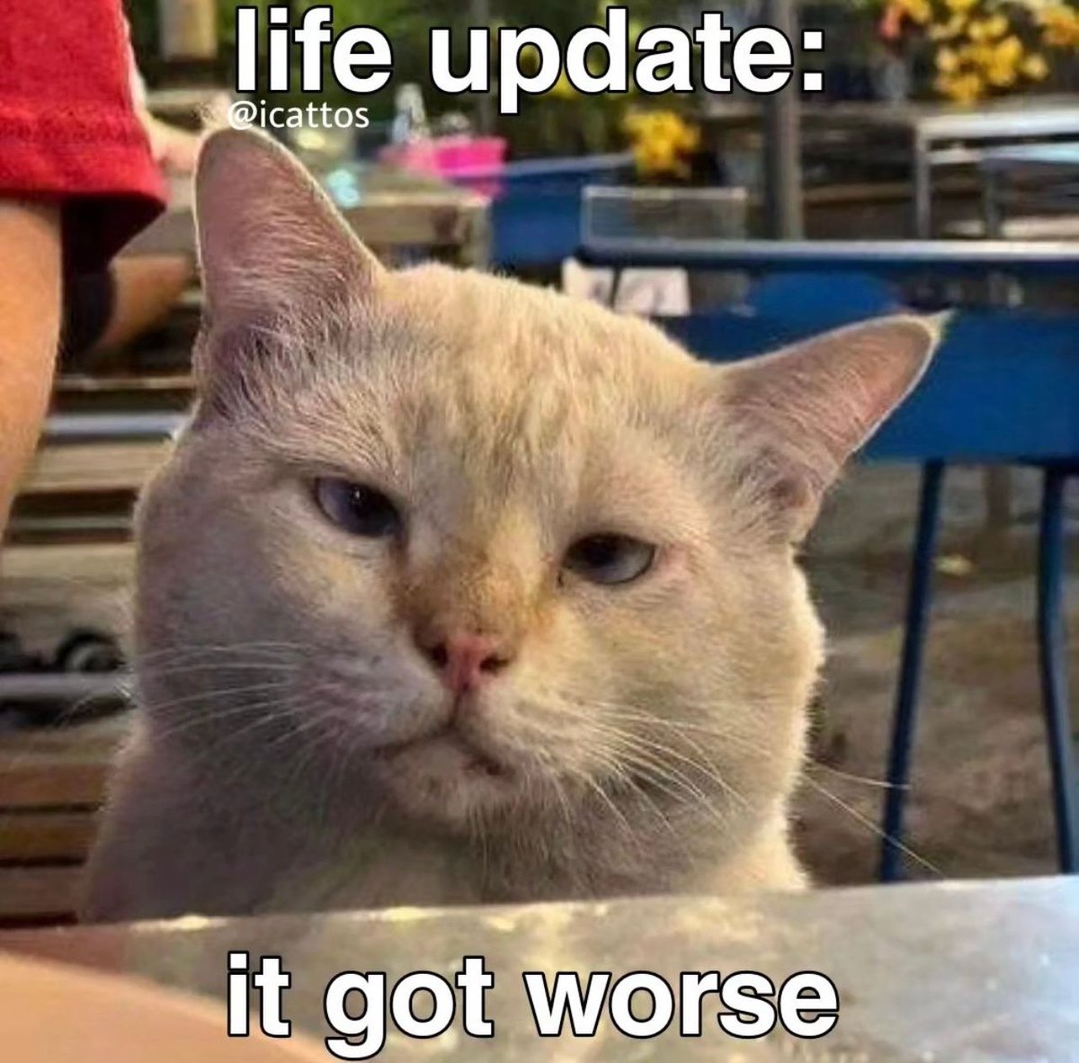 PostsOfCats's tweet photo. https://t.co/Q2gUrZNDpZ