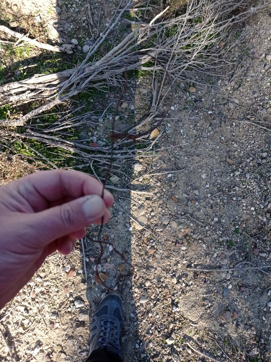 Varias trampas como está junto a la valla de la z40 en el entorno del canal, son para conejos pero cuidado perros y niños <a href="/SoydeZaragoza/">Soy de Zaragoza</a> <a href="/heraldoes/">Heraldo de Aragón</a> #zaragoza