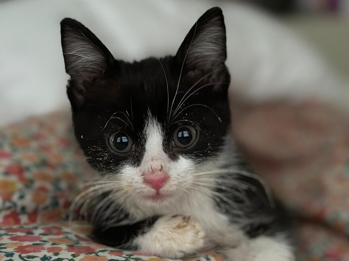 How one rabid kitten triggered intensive effort to contain deadly virus dlvr.it/SzKk8s