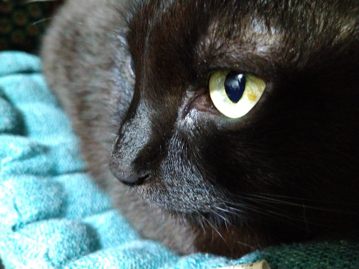 年内最後の「黒猫の集い」参加納め😆日中ずっとねていたモコ氏。
#黒猫の集い 
#黒猫同盟