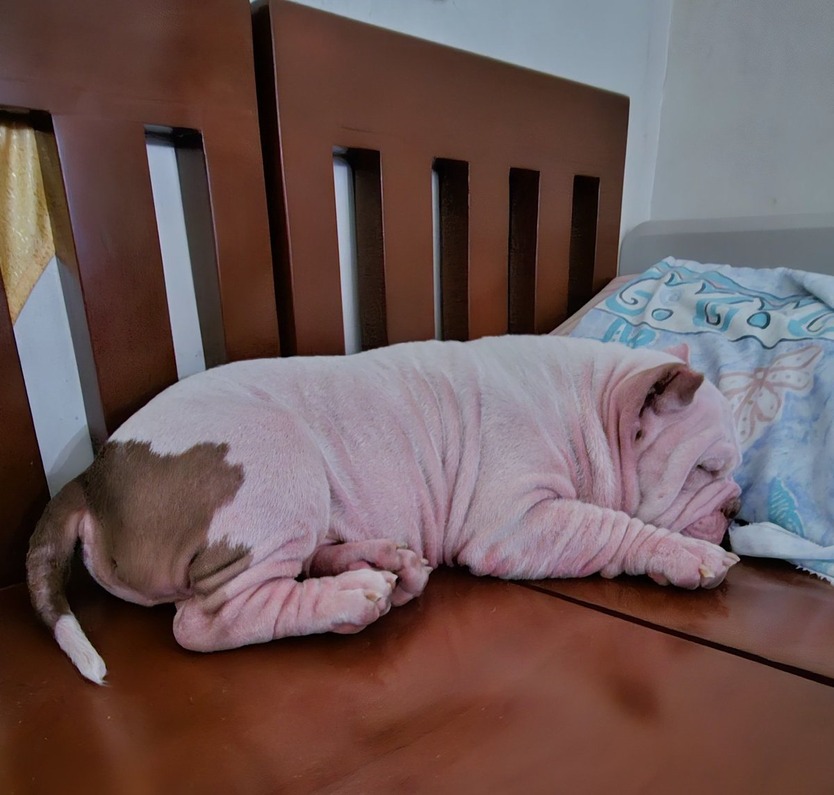 denknicks's tweet photo. Neo bibi for TL cleanse ✨️
Ang cutie mo talaga #Americanbully #Ambul https://t.co/Hrpl24yeRH