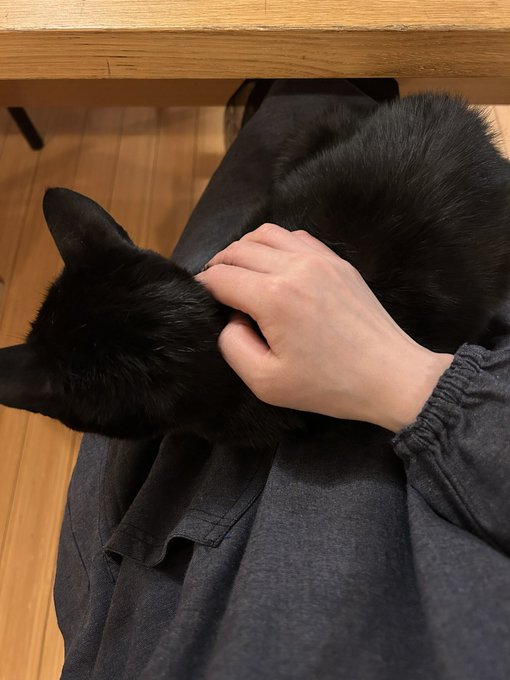 最近割烹着みたいなエプロン買ったんですが、チュールシフォン素材大好きなわたしもいつでもねこ膝に乗せられるのでダサいけど買ってよかった
