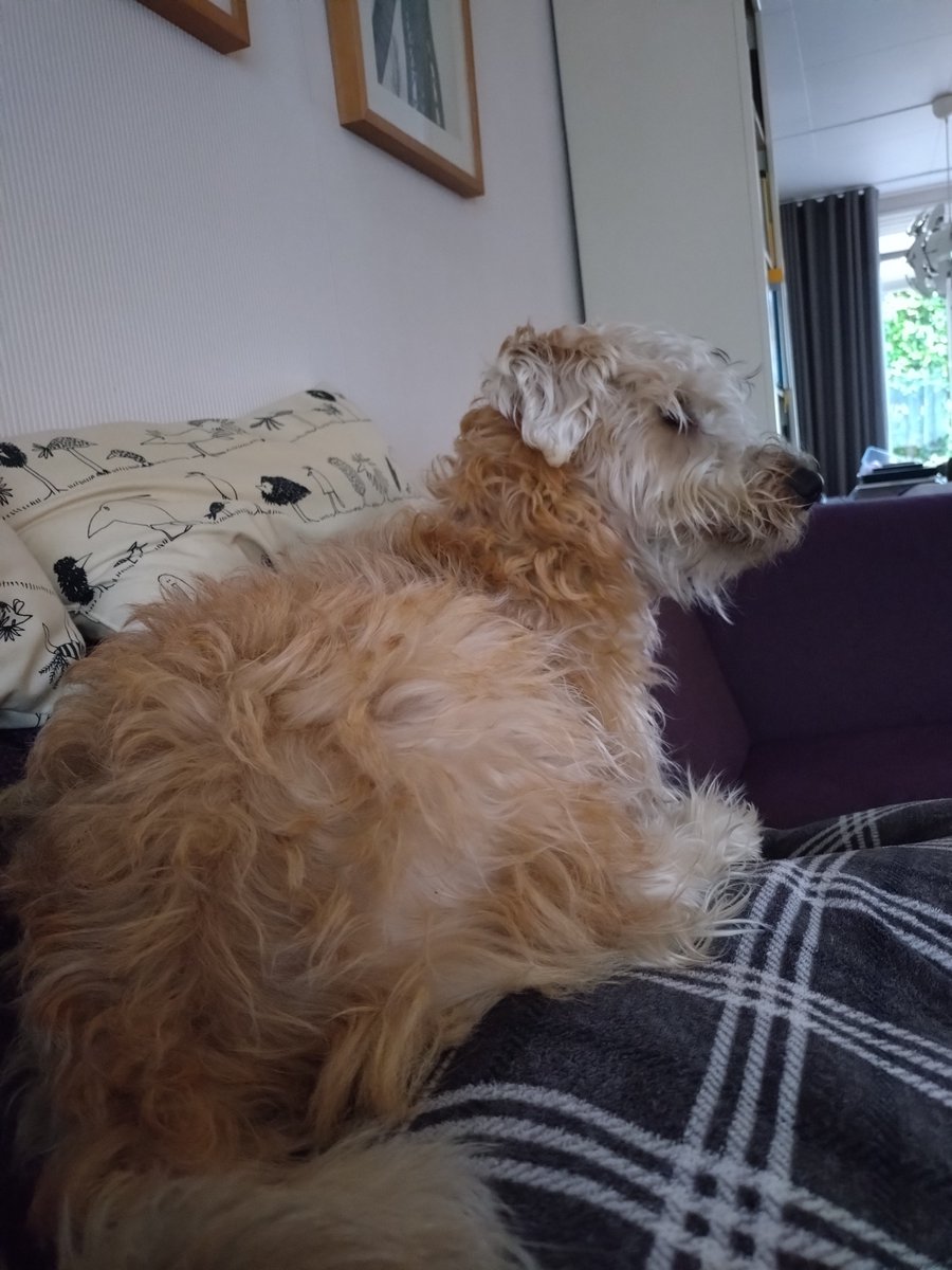 KarinDeRoos's tweet photo. Hij zoekt het hogerop. Na de Thaise massage maar eens een flinke wandeling maken. Als het droog is. Eindelijk. https://t.co/wLn78jTTOf