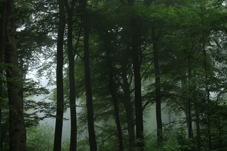 elemmiressoul's tweet photo. green forest. https://t.co/H1f4O1BRoZ
