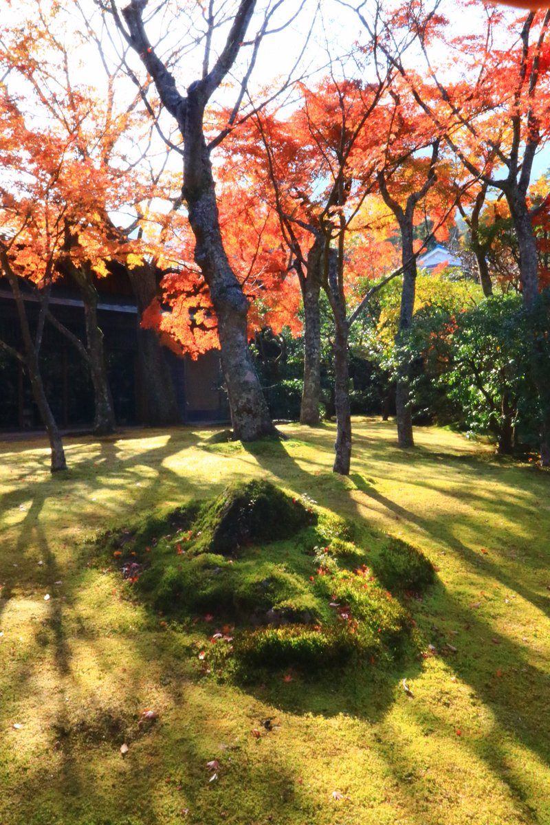 Nk_3200's tweet photo. 箱根美術館 紅葉の見頃迎えてました！

紅葉も良いけど苔も良い感じでした♪

＃苔
＃紅葉
＃箱根美術館 https://t.co/U4o7L9Jk0Y