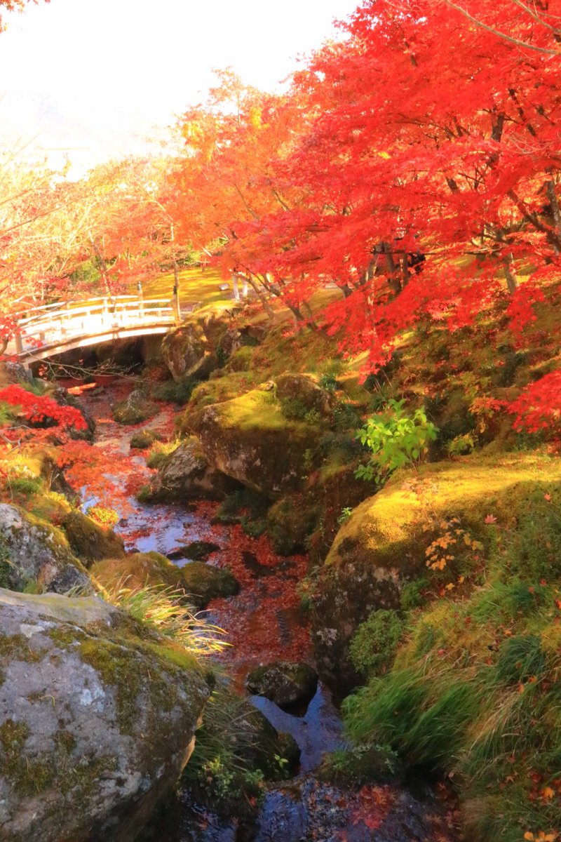 Nk_3200's tweet photo. 箱根美術館 紅葉の見頃迎えてました！

紅葉も良いけど苔も良い感じでした♪

＃苔
＃紅葉
＃箱根美術館 https://t.co/U4o7L9Jk0Y