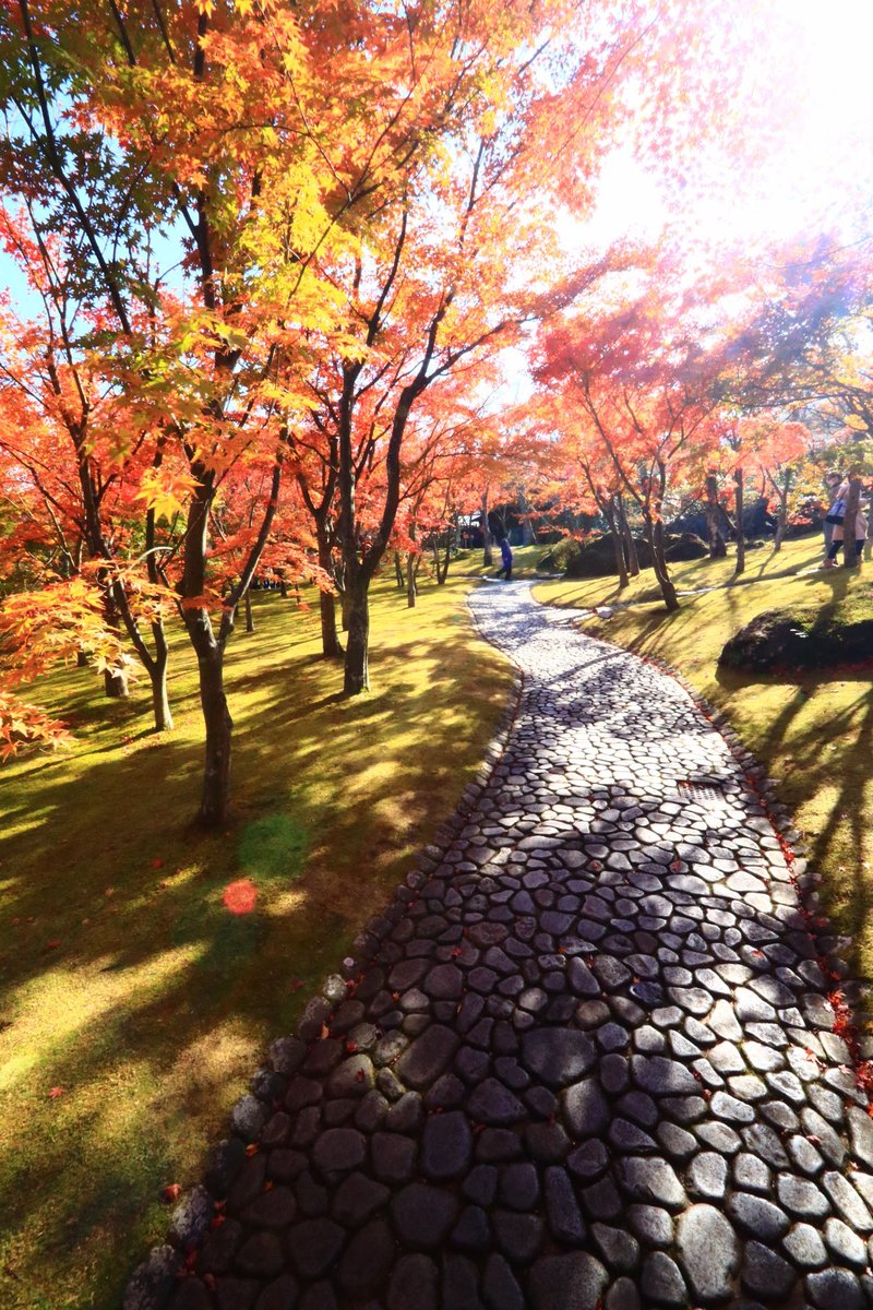 Nk_3200's tweet photo. 箱根美術館 紅葉の見頃迎えてました！

紅葉も良いけど苔も良い感じでした♪

＃苔
＃紅葉
＃箱根美術館 https://t.co/U4o7L9Jk0Y