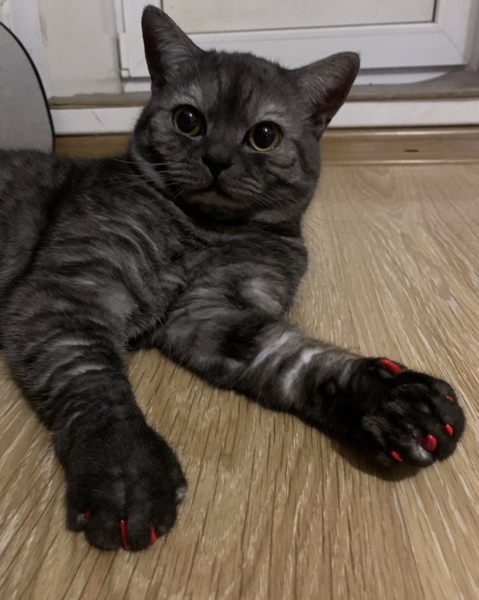 вчера сделали коту маникюр