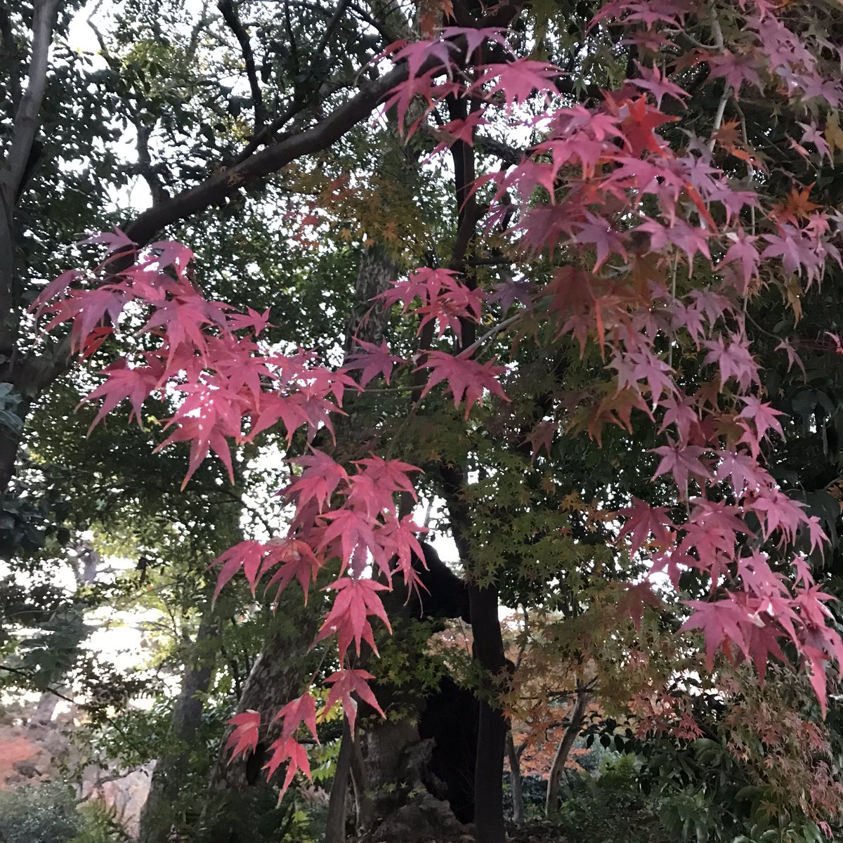 poem_f3hito's tweet photo. コロナ明け、4年振りの同志社EVE祭に行ってきました！

自分の定番コース
・自主制作の映画鑑賞
・御所の紅葉狩り
・後ろから見るステージ
で楽しんできました。

月も綺麗で良い一日だった… https://t.co/J4dTvkh1O4