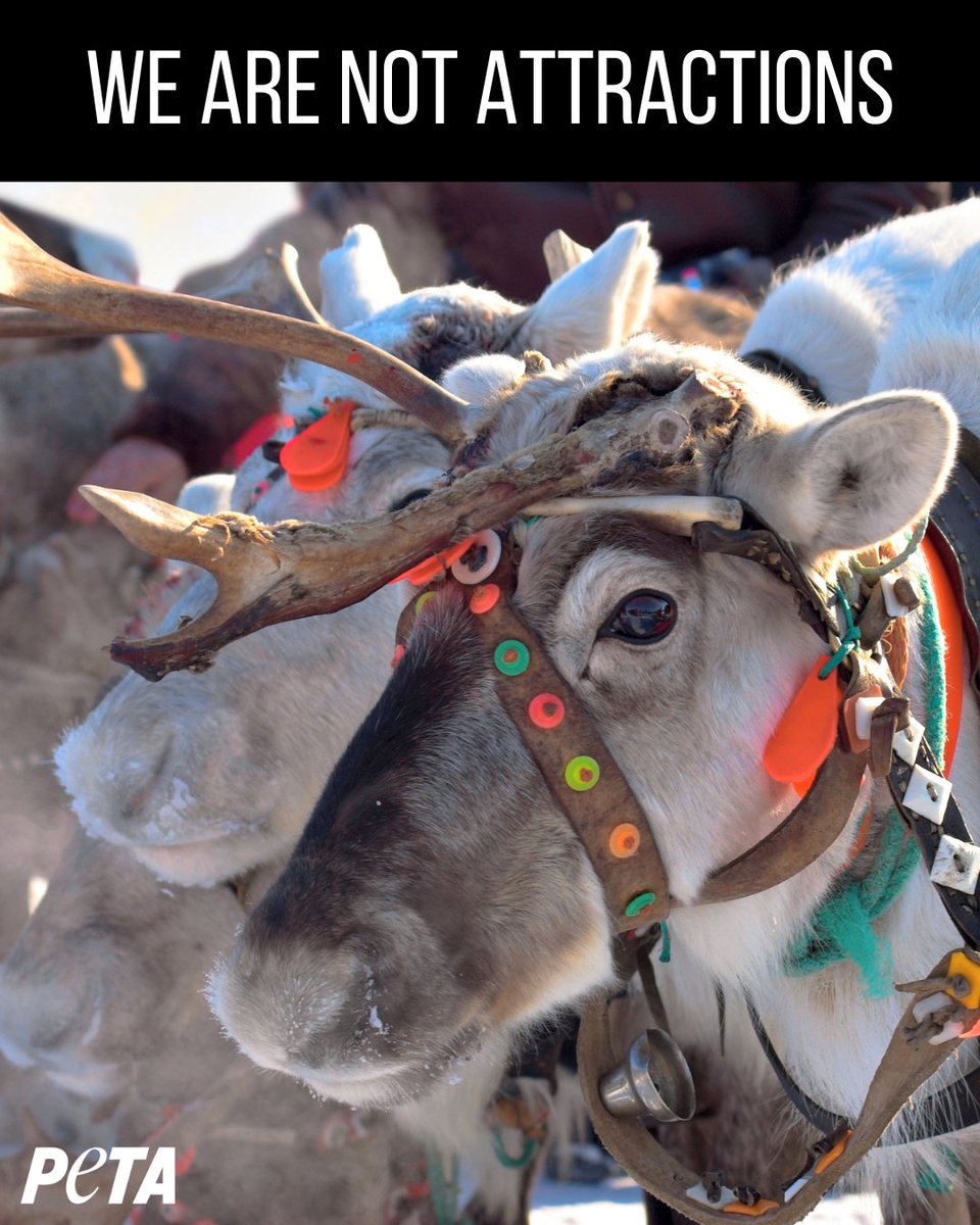 PETA UK tweet media