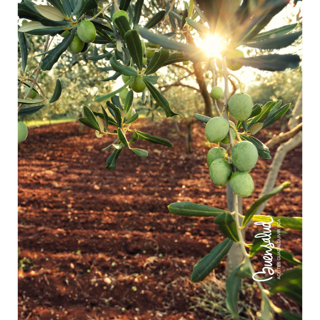 buensalud's tweet photo. El 26 de noviembre es el #DíaMundialdelOlivo

🌿Un árbol milenario, que simboliza valores universales como la sabiduría y la paz, además de contribuir con el desarrollo económico de la humanidad.

#Aove #BuenSalud #VirgenExtra #AceiteDeOliva #Jaén #AceiteDeJaén #olivo https://t.co/GwdooshbCu