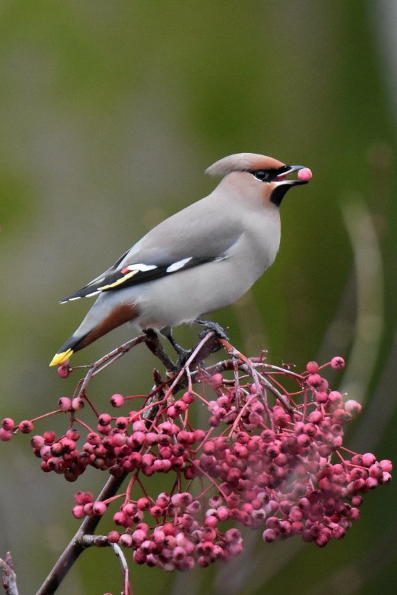 OutwestDreamin's tweet photo. Finally got in on the Waxwing action, with up to 22 birds in the Burton rd/ Heron Hill area of Kendal. @CumbriaBirdClub @cumbriabirds @cumbriawildlife @LDBWSnews https://t.co/sI359jAstY