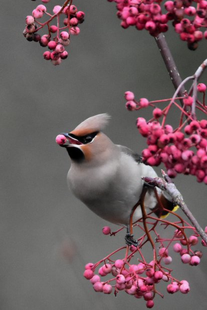 OutwestDreamin's tweet photo. Finally got in on the Waxwing action, with up to 22 birds in the Burton rd/ Heron Hill area of Kendal. @CumbriaBirdClub @cumbriabirds @cumbriawildlife @LDBWSnews https://t.co/sI359jAstY
