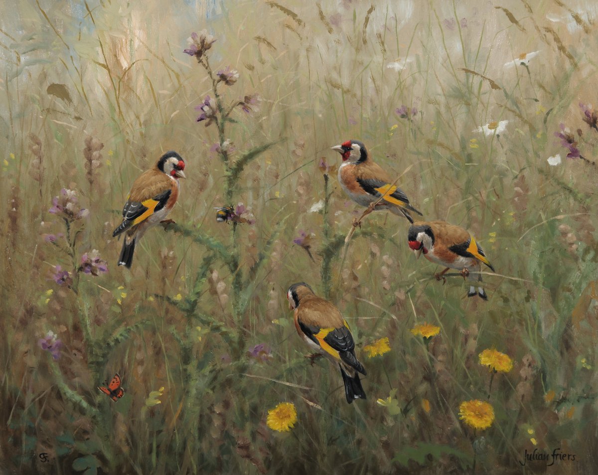 Goldfinches in Wildflower Meadow

We’ve seen a concerted effort by the public to increase native wildflower meadows in recent years, a long disappearing habitat. Such habitat helps sustain the colourful and energetic scenes shown here

#rewilding #goldfinch #wildflower #birdart