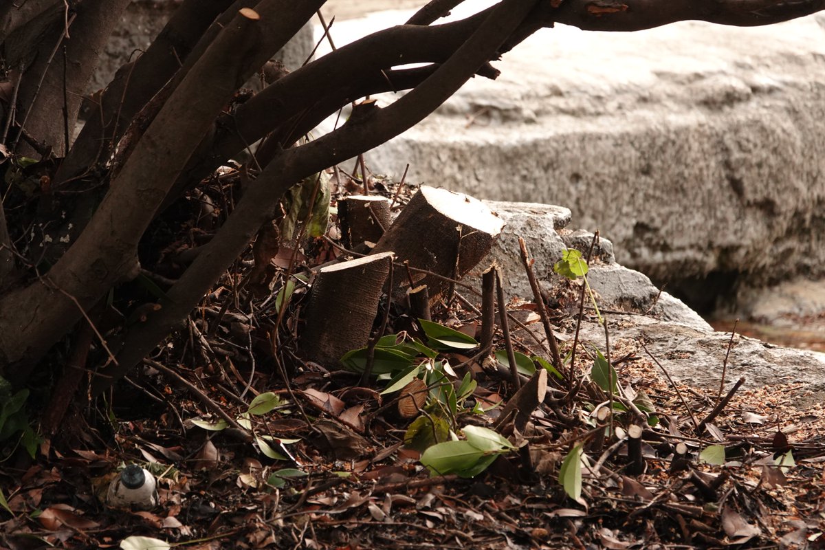 daciraki's tweet image. @ibbyesilist @ibb_kultur @ibbhabercomtr 
Topkapı Deprem Parkı'nda 139 kuş gözlemlendi. Bu kuşların çoğu havuz çevresindeki çalılara beslenmek için geliyordu. Maalesef bu çalılar çevre düzenlemesi maksadıyla söküldü, incir ağaçları kökünden kesildi.