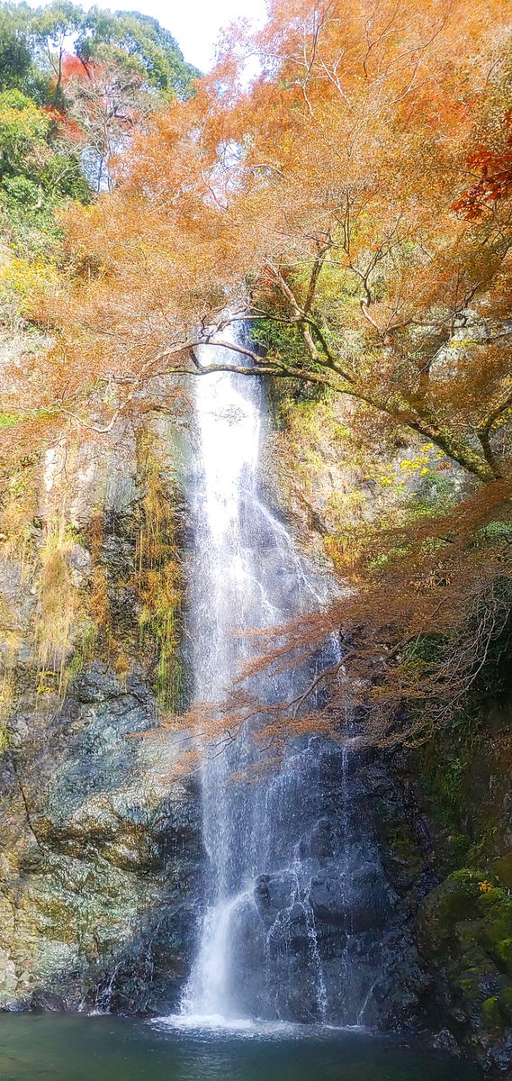 doremifar0310's tweet photo. みのお🍁 https://t.co/EDf7qrVekD