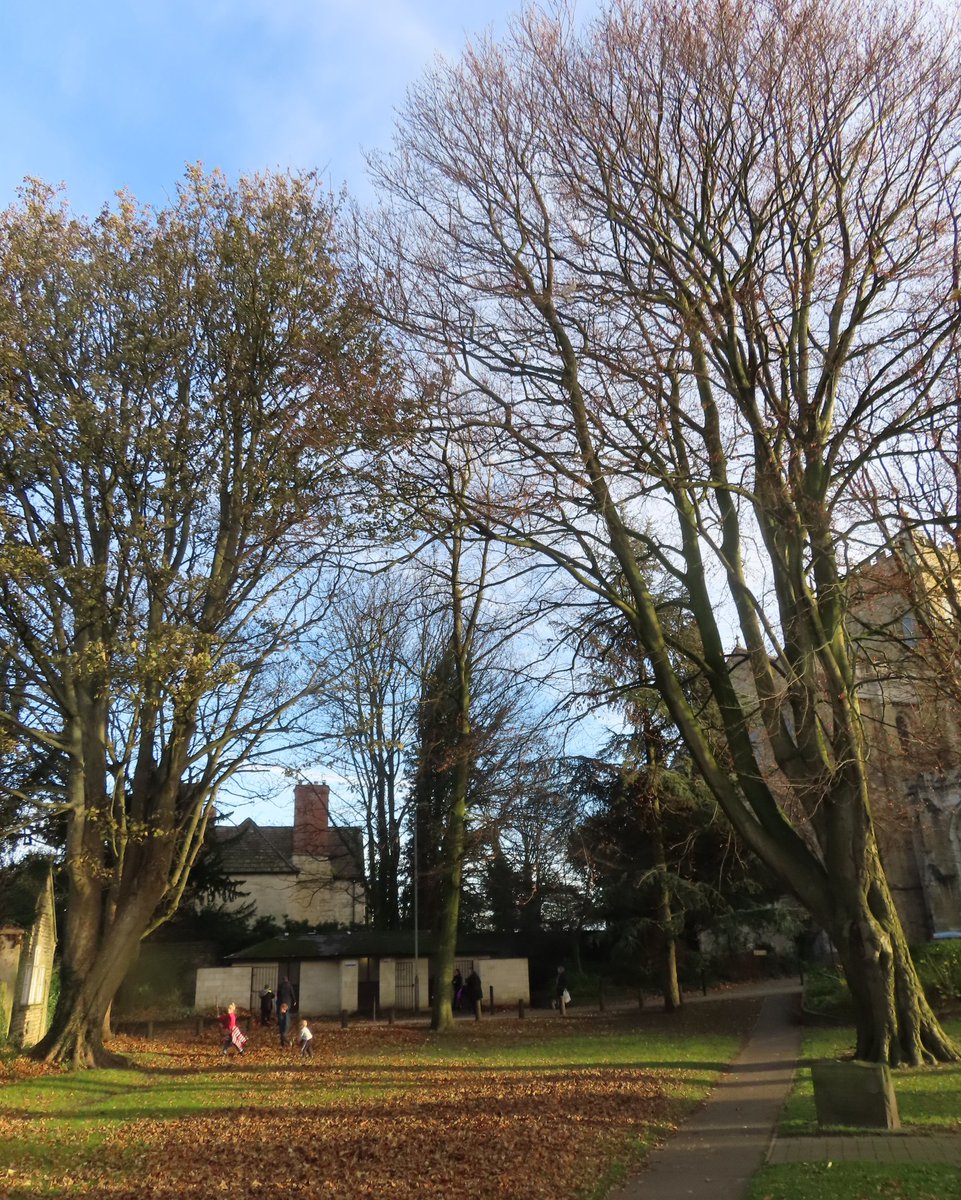 greenbeltsal's tweet photo. Good to hear @BrianMcHugh2011 on @BBCYork (or should that be @BBCSheffield)
@KatherineCowan
Speaking out for the
11 #RiponTrees that are under threat from a new building for @riponcathedral https://t.co/DqcAHhyuQb