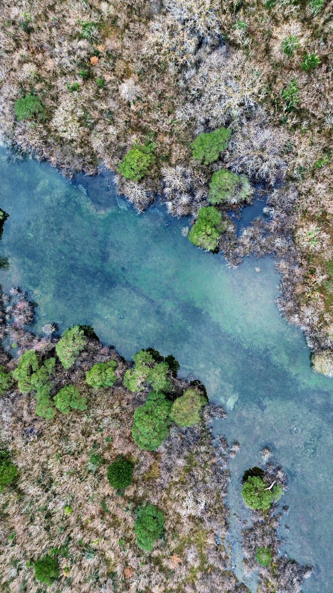 Rockforest Scots pine was believed to have gone extinct in Ireland. Around 15 years ago a research project looking at pollen records in mud cores from a lake in the Burren discovered that this small populations had clung on through the ages. #burrenpine