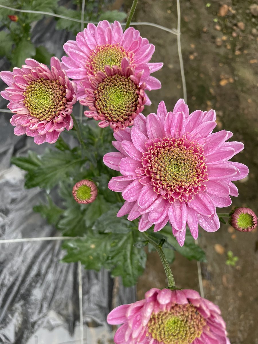 Late spray Chrysanth. 

These were planted as plugs mid August

#Chrysanthaday
#GardeningTwitter #flowerphotography
#Flowers 

Chrysanthemum ‘Pink Swan’