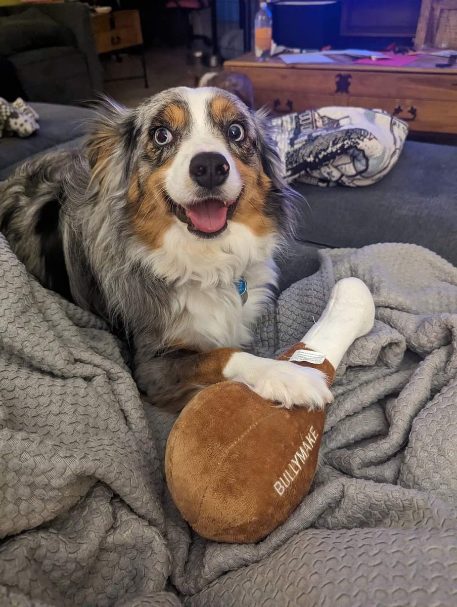 JMichaelRN's tweet photo. This guy loves his @bullymake box every month ... They know when they see the box, fun is here!!! https://t.co/RMKFgczyJT