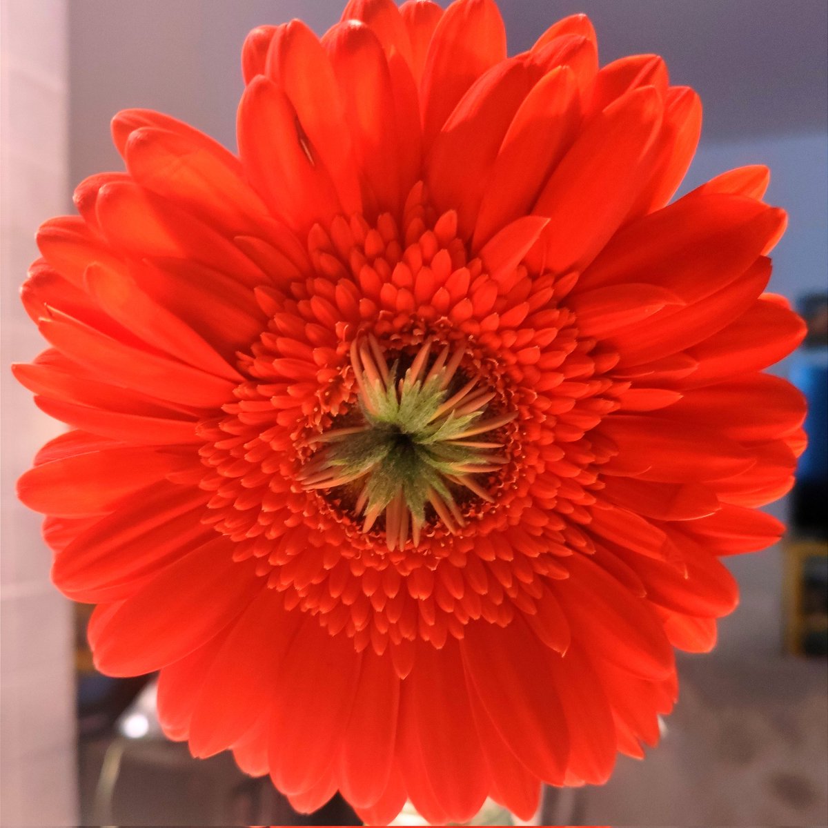 #fioreSOSpeso4 #fioreSOSpeso