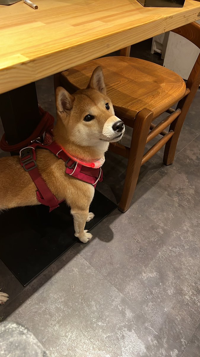 いつもお迎えに来てくれありがとう^_^