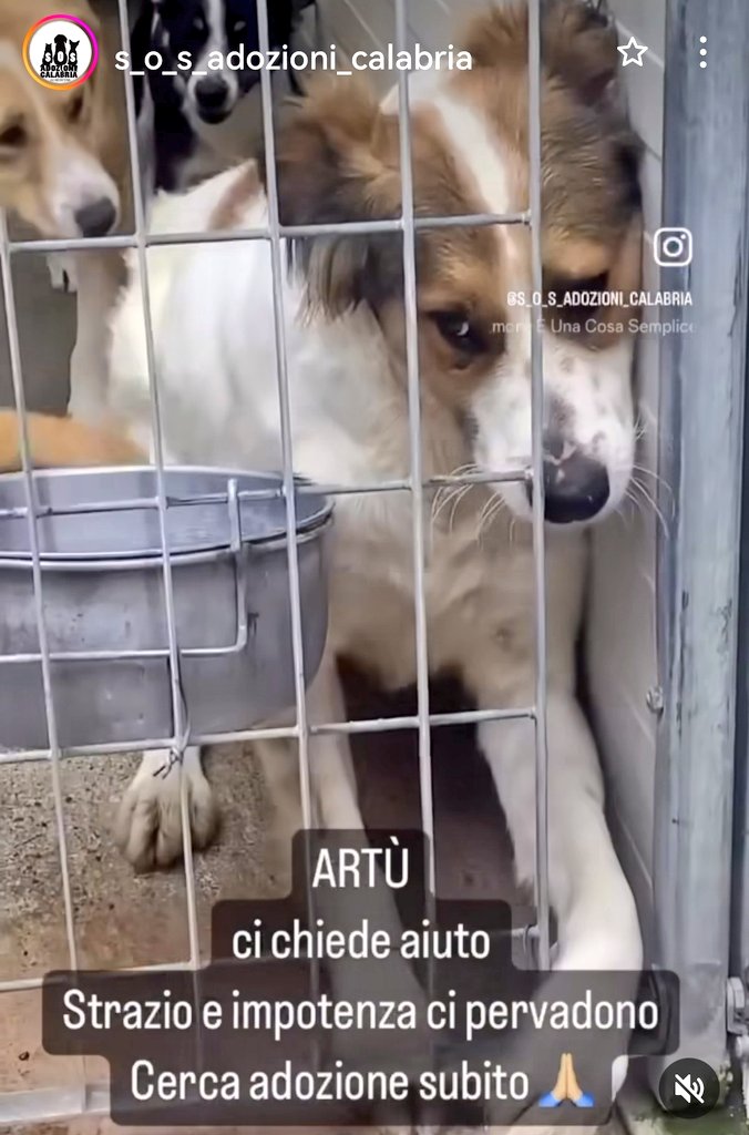 MonicaOrsini8's tweet photo. Artù 3 anni, cerca il contatto umano, implora di uscire, morde le sbarre del box 😭 diamogli una #famiglia 🙏🏻🆘3289633366 #Calabria #AdoptDontShop #SosCani #adottanoncomprare #adottauncanedalcanile #adozionecani #canicercacasa #adozionidelcuore #adottami #apriunagabbia #Cosenza https://t.co/DoshFkV1DX