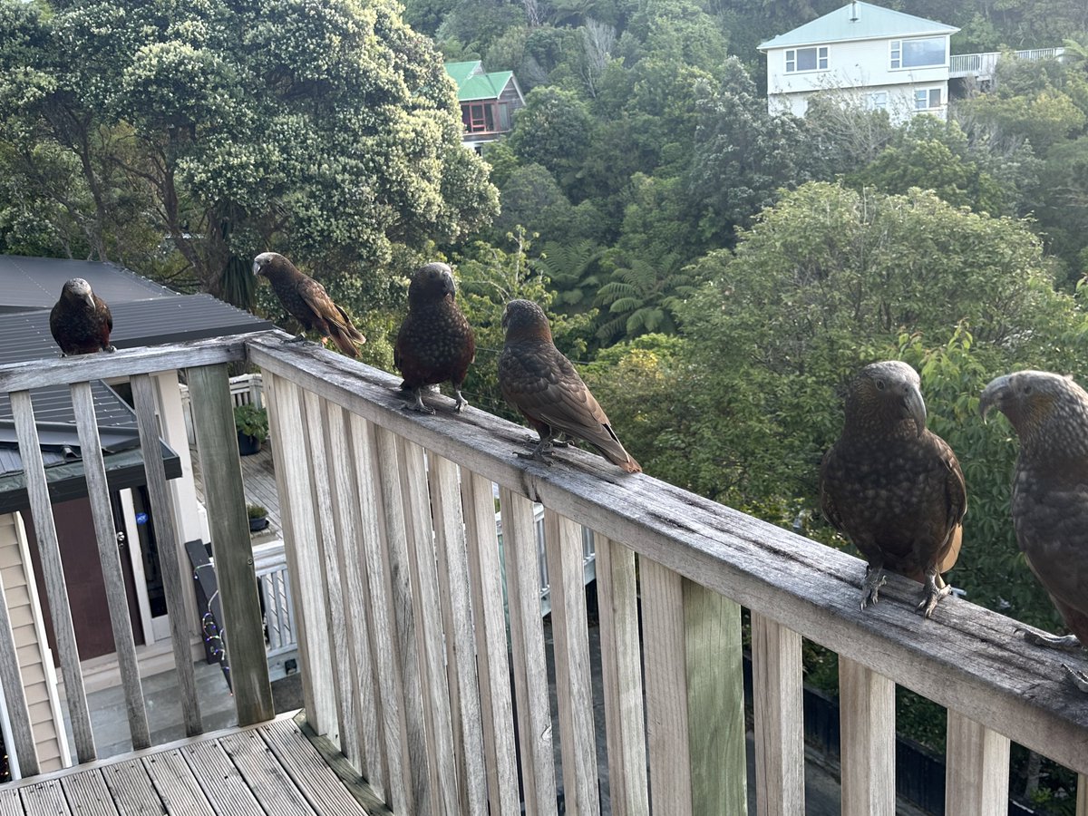 Morgan_Jones's tweet photo. Local gang came to visit again this evening. At least 16 of them, very noisy and friendly #Kākā #Wellington https://t.co/Yn5MHJUjdg