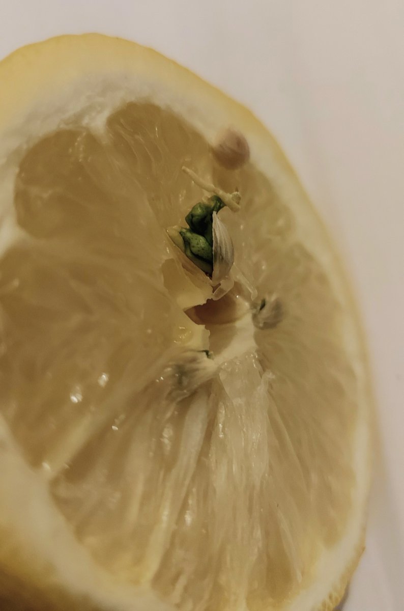 IW_Consulting's tweet image. #citrus #seedling growing from #Lemon

When you have had enough of 2023 and you are ready to move on