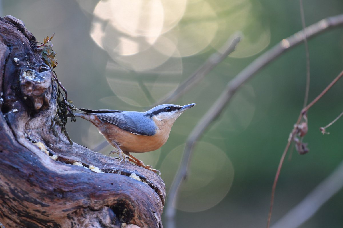 Le_Museum's tweet photo. La Sitelle torchepot est le seul oiseau à descendre des troncs la tête en bas ! 🐦 L’hiver, elle récupère souvent des graines à nos mangeoires pour les stocker… 🌳
10e saison de #BirdLab ! 📲 Aidez à préserver les #oiseaux grâce à vos observations 👉 https://t.co/5McPY66oTr https://t.co/1UVh60H6A8