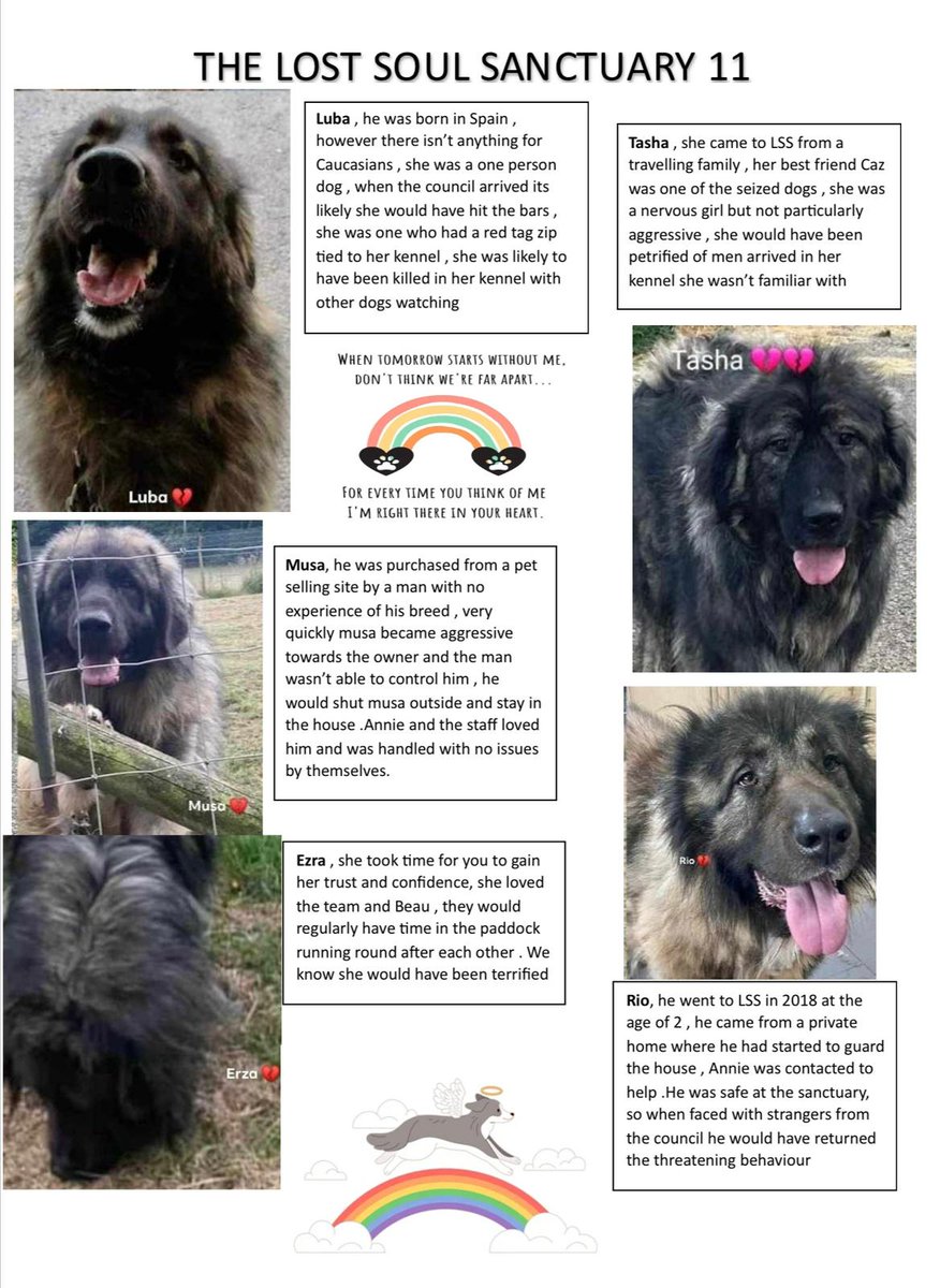 Justice4TLS's tweet photo. The KILLING OF 11 DOGS 😢😢😢  
 Whatever else may have happened at the sanctuary, we are certain that 11 dogs should not have died that day and that what happened was very wrong 
#lifematters  @ThisisDavina @davidhaye @Tyson_Fury @davidwalliams @PenFarthing @LeMonde_EN https://t.co/CoGBagY3ZG