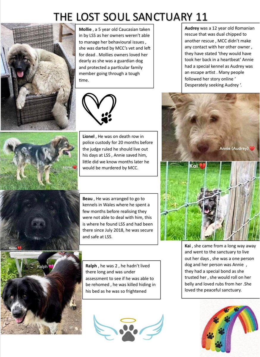 Justice4TLS's tweet photo. The KILLING OF 11 DOGS 😢😢😢  
 Whatever else may have happened at the sanctuary, we are certain that 11 dogs should not have died that day and that what happened was very wrong 
#lifematters  @ThisisDavina @davidhaye @Tyson_Fury @davidwalliams @PenFarthing @LeMonde_EN https://t.co/CoGBagY3ZG