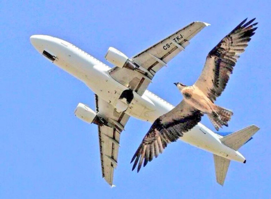 Aviationdaily✈️الطيران يوميآ tweet media